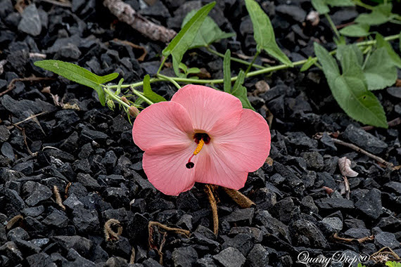 Abelmoschus moschatus subsp. biakensis