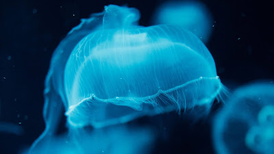 HD Wallpaper Jellyfish, Blue, Underwater
