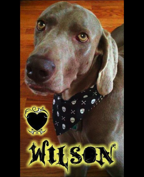And Wilson was his NAME-O... My dog saved my heart!