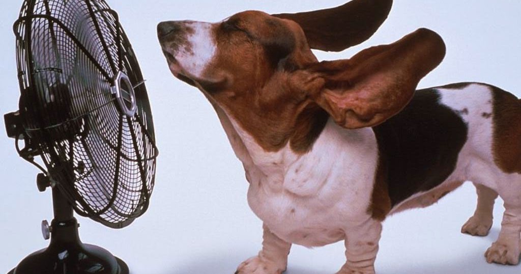 Canicule comment bien protéger son chien