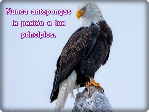 Aguilas de forex