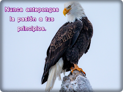 imagenes aguilas frases aguila eagle movimiento chidas superacion reflexion screaming eagles reales muy bald reflexiones birds animal wallpapers wildlife sobre
