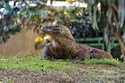 komodo kebun binatang ragunan jakarta