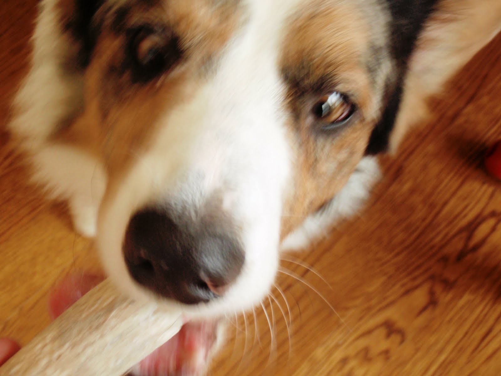 The Chronicles of Cardigan Antlers taste good! Bully sticks smell good!