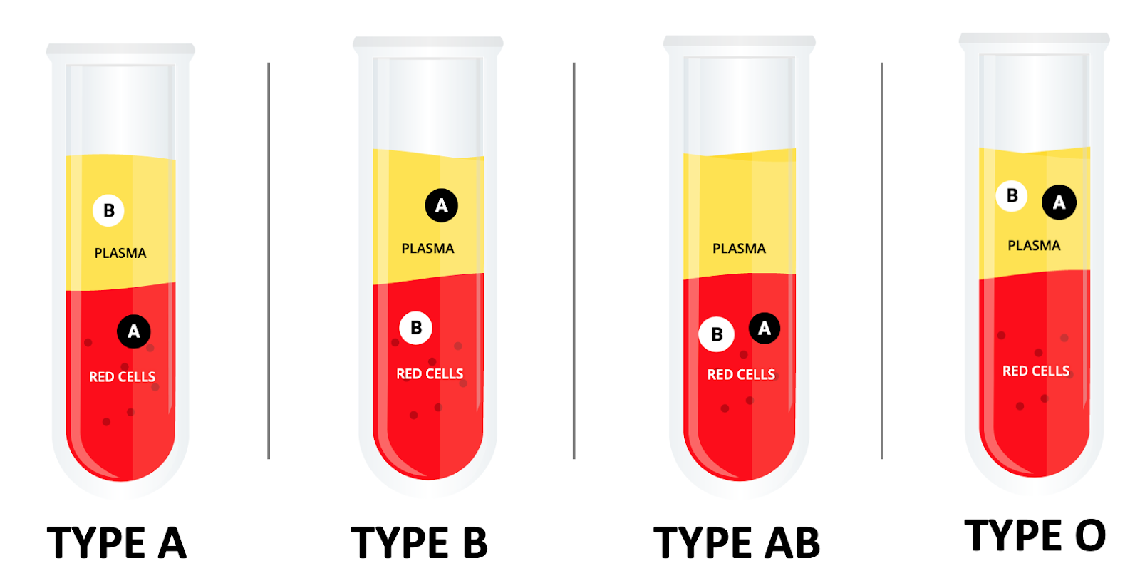 Science on Main The History of Blood Types