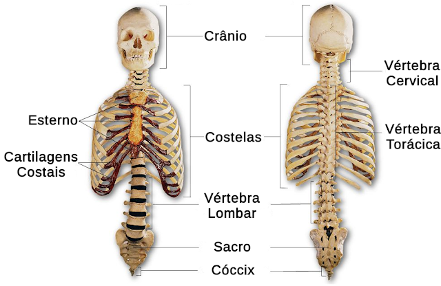 Axial skeleton anatomy system human appendicular bones diagram parts skeletal which body organs science main functions quizlet two their labeled Quais São Os 80 Ossos Do Esqueleto Axial? - Verbo 21