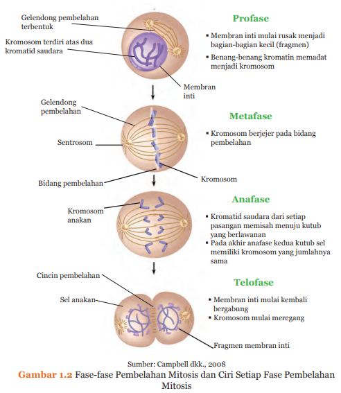 Jelaskan Proses Terjadinya Pembelahan Sel Mitosis Pada Tubuh Terlengkap