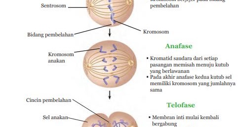 Ipa Ix Bab 1 Sistem Reproduksi Pada Manusia Terlengkap