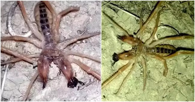 Σπάνια αράχνη-σκορπιός εμφανίστηκε στα Τρίκαλα και προκαλεί τρόμο στους κατοίκους Σπάνια αράχνη-σκορπιός εμφανίστηκε στα Τρίκαλα και προκαλεί τρόμο στους κατοίκους