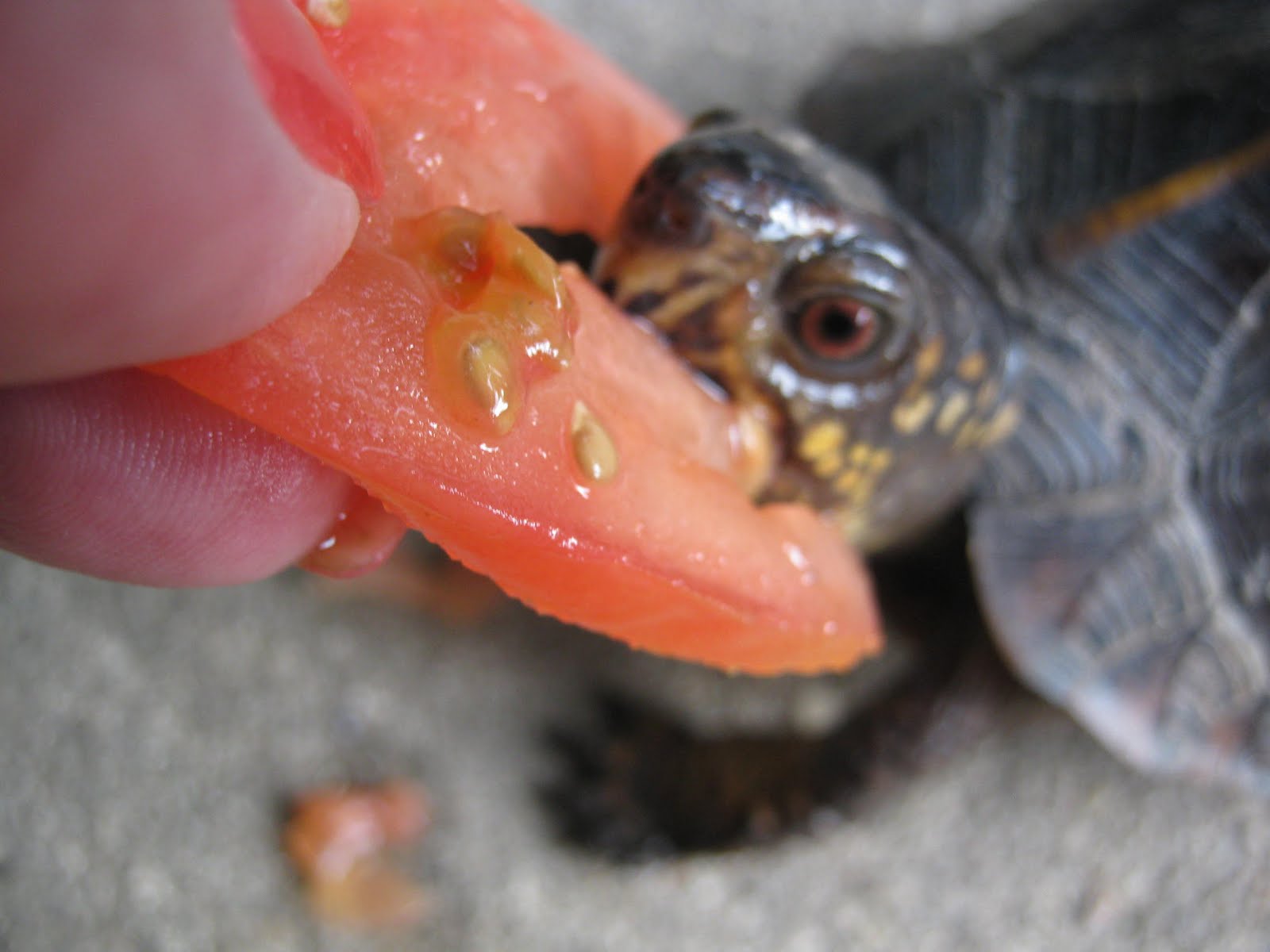 turtle toes shoes