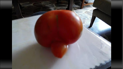 tomat jantan