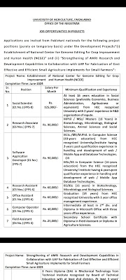 UAF job ad University of Agriculture Faisalabad job advertisement