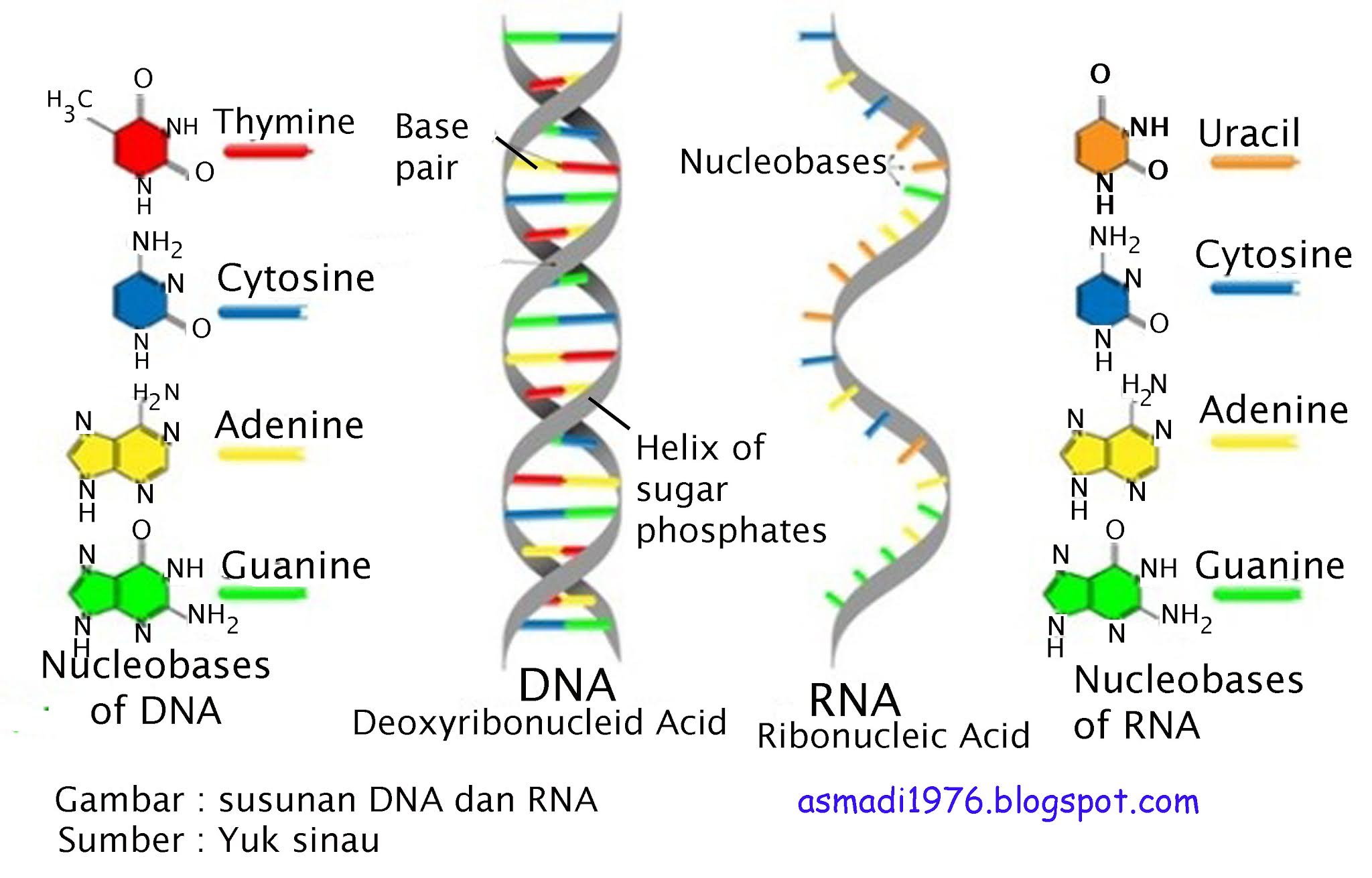 Схема молекулы днк и рнк. ДНК. Структура РНК. Из ДНК В РНК. DNA vs RNA.