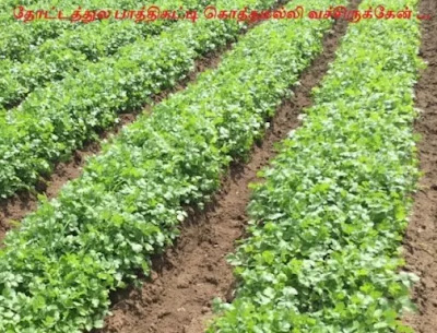 Cultivation of coriander