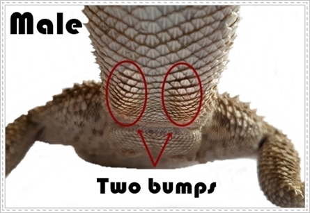 female bearded dragon