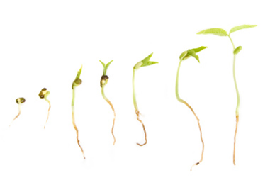 Gambar Pertumbuhan Kacang Hijau Selama 7 Hari - Perumperindo.co.id