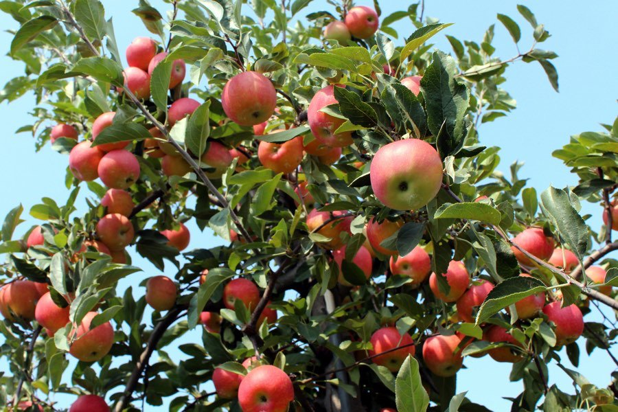 Apple Farm Labourers Needed In Canada HOLARNS