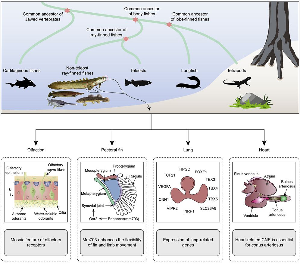 Rosa Rubicondior Evolution News Our Common Ancestry in Fish