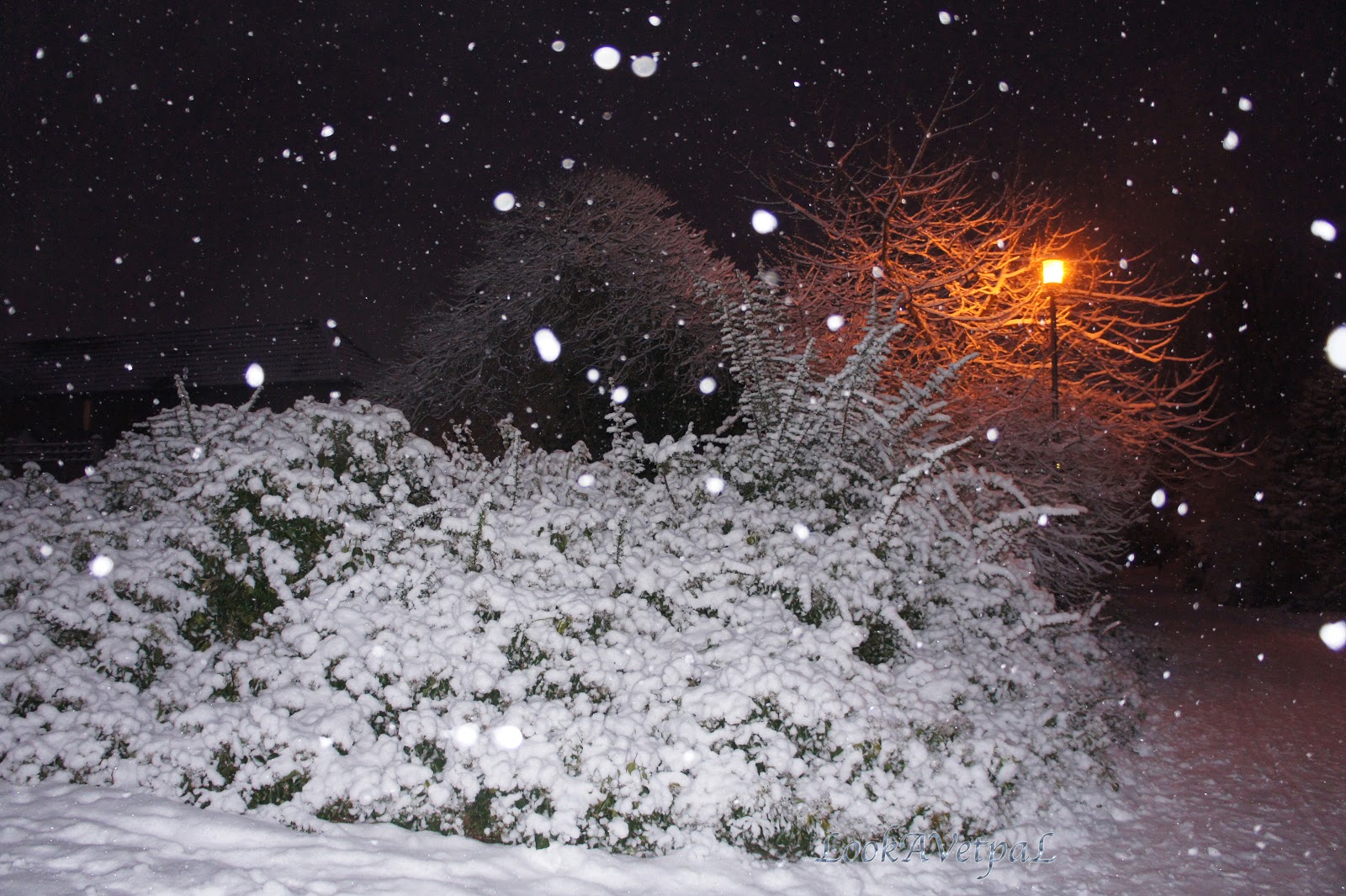 На землю падает хлопьями снег. Падает пушистый снег. Падающий снег. Хлопья снега. Куст в снегу вечером.