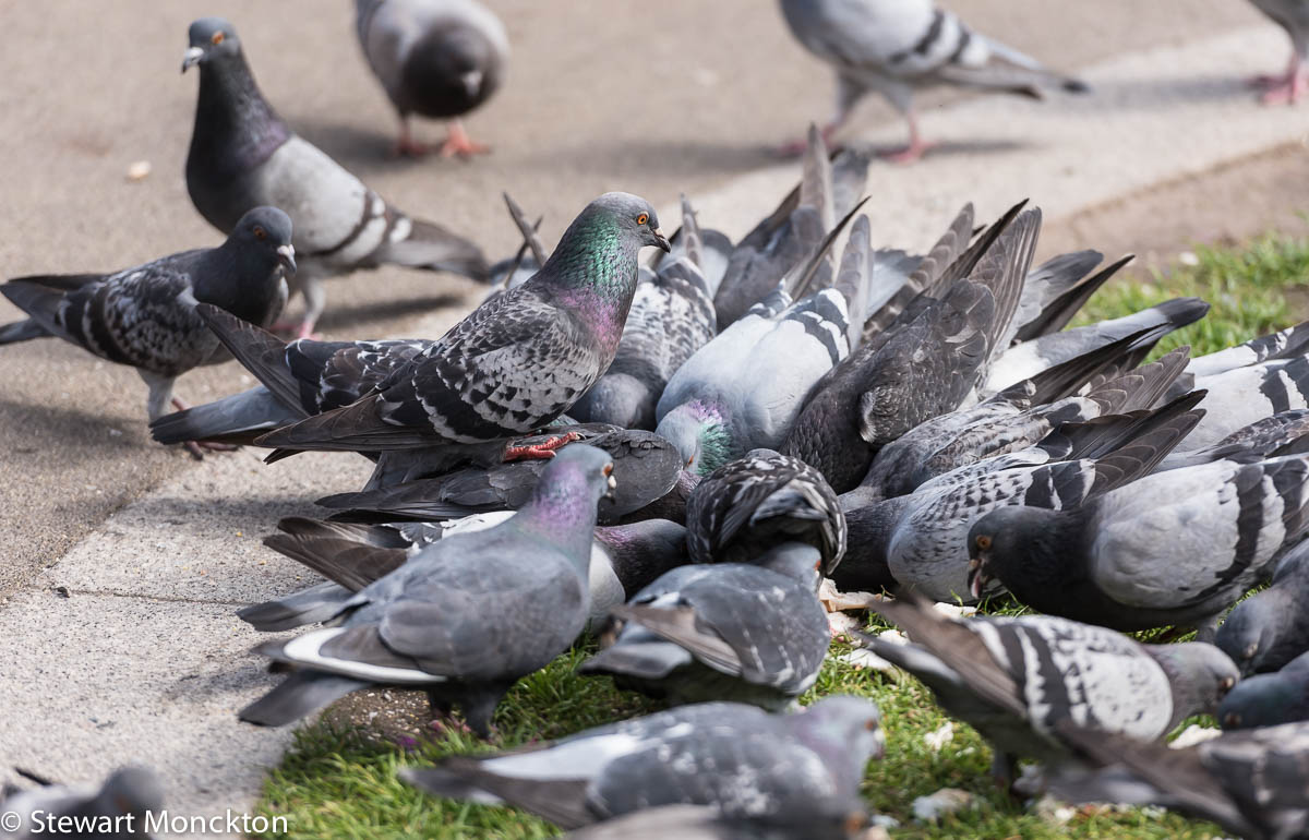 Paying Ready Attention Photo Gallery Urban Pigeons