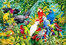 parrot images