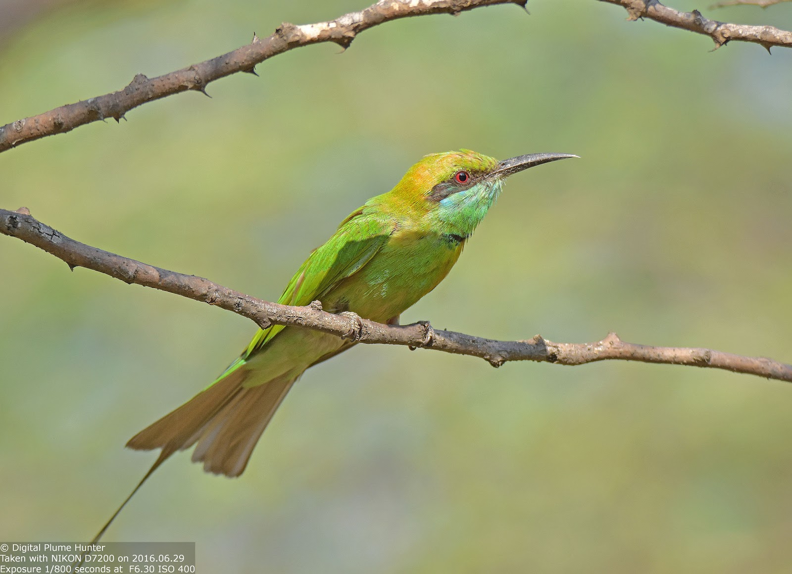 Hunting Digital Plumes in the US and Beyond: From the Leopard's Lair