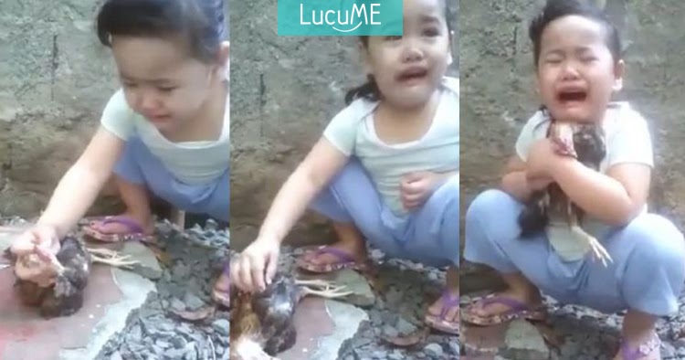 Video Anak Kecil Menangis Meratapi Ayamnya yang Mati Ini 
