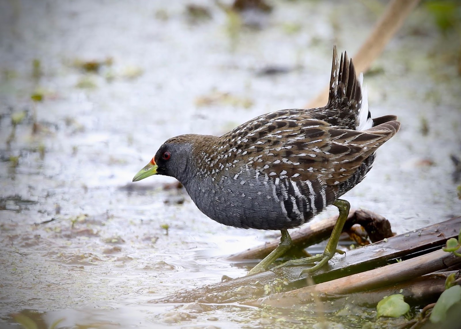Avithera: Crakes