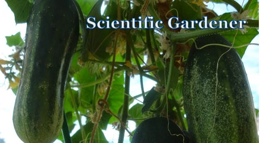 Cucumber 'Little Leaf' Plants For Sale – Streambank Gardens