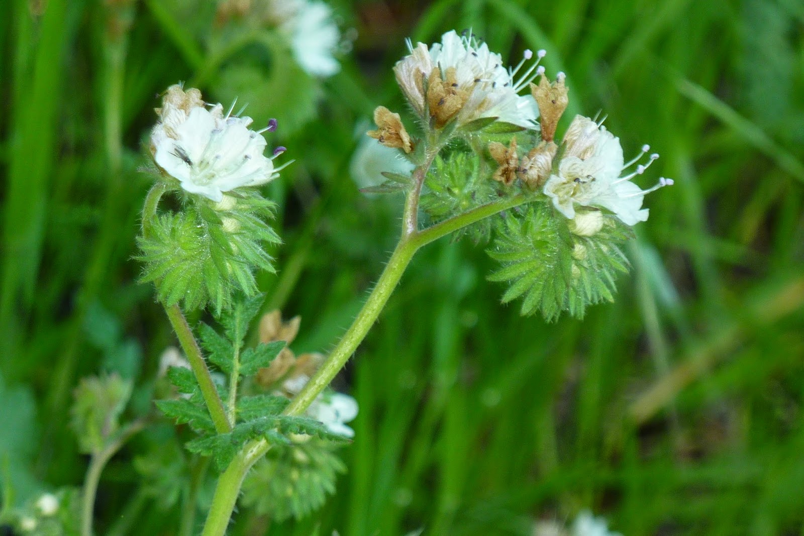BEing Rooted a Practice in Essential Living California Wildflowers