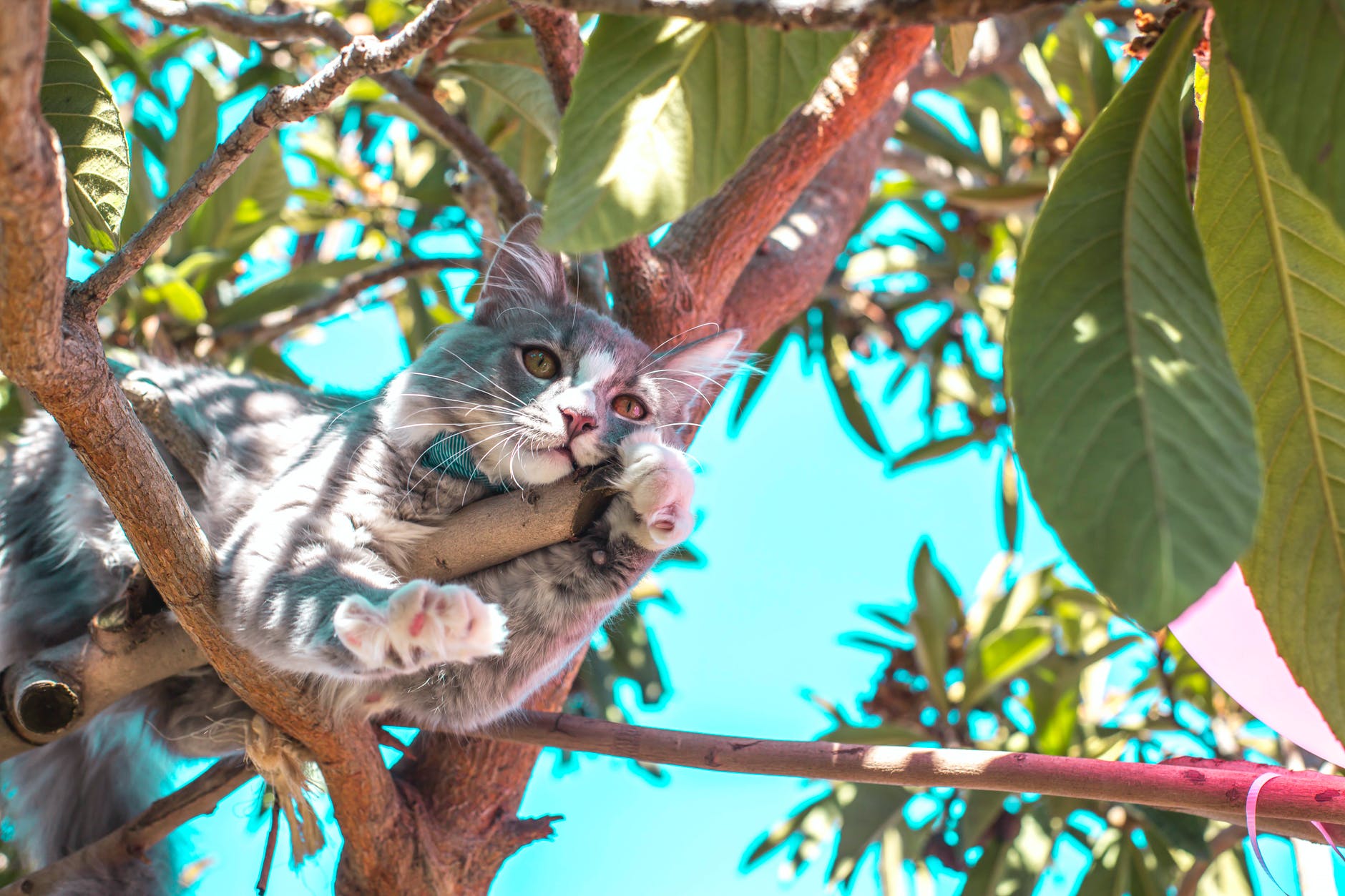 What Keeps Cats Out Of Your Yard