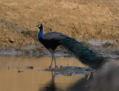 Barnawapara Abhyaran Chhattisgarh, Barnawapara wildlife sanctuary Chhattisgarh ( बारनवापारा अभ्यारण छत्तीसगढ़ )