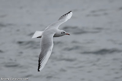 Gavina riallera (Chroicocephalus ridibundus)