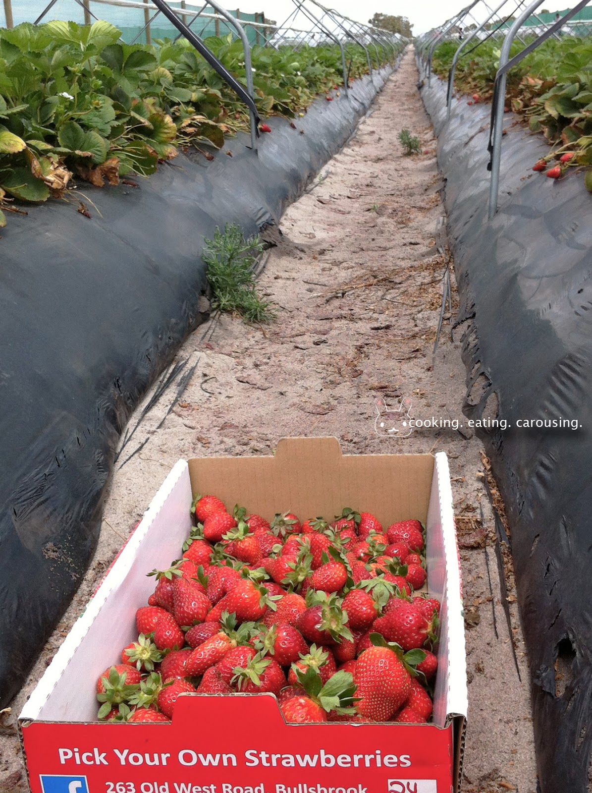 cooking. eating. carousing. 8 Tips on Strawberry Picking in Perth (and