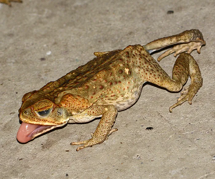 Cane toads cover protect their eyes with a membrane when feeding