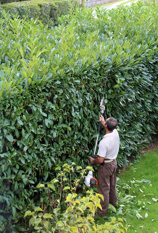 Living The Life In Saint Aignan Hedge Saga Cut Short Hedge Saga Cut Short