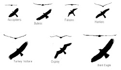 raptor hawk silhouette prey vulture turkey birds flight shapes eagle silhouettes plans bald falcon bird wings comparison hawks osprey resource