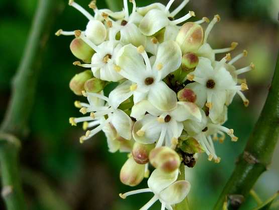 La Fleur du Dimanche: Où est le mâle? - Quelle est la question
