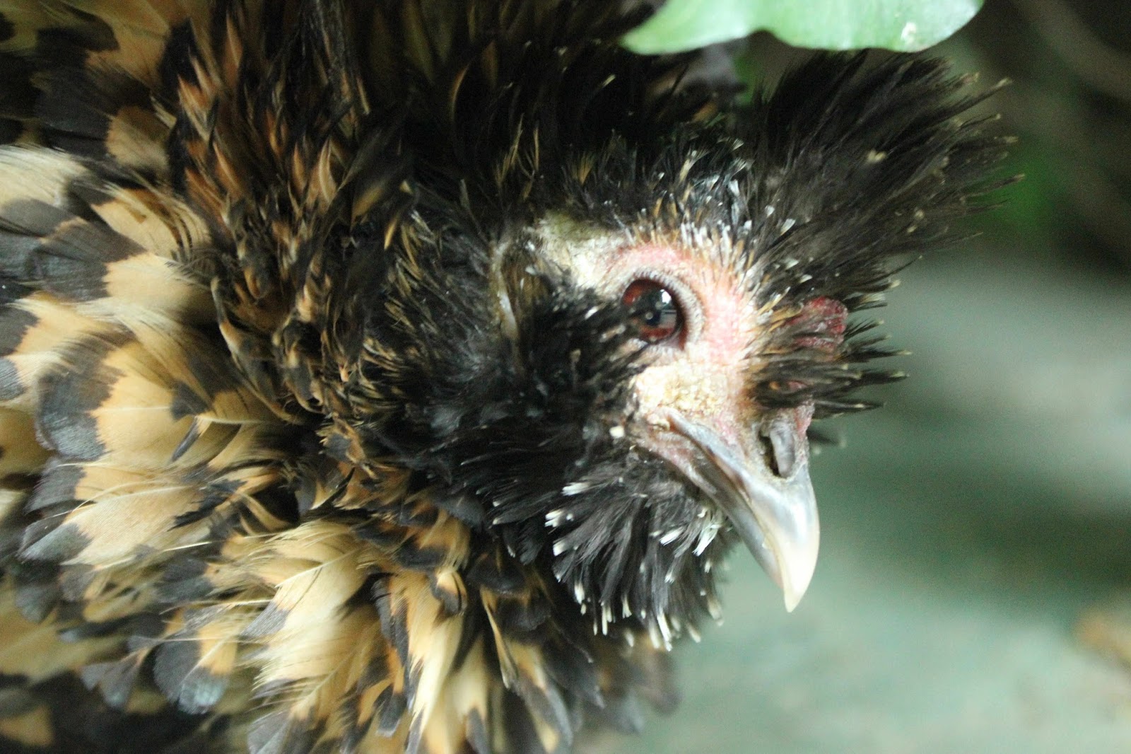 Scaly Face Mite Treatment for Organic Poultry Part 3 The Holistic