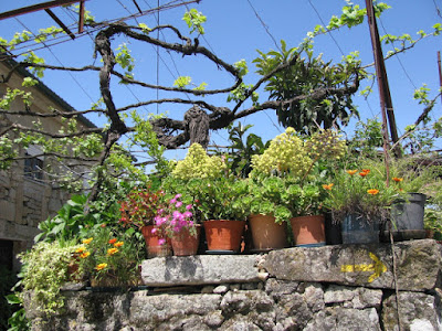 muro de pedras e vários vasos de flores