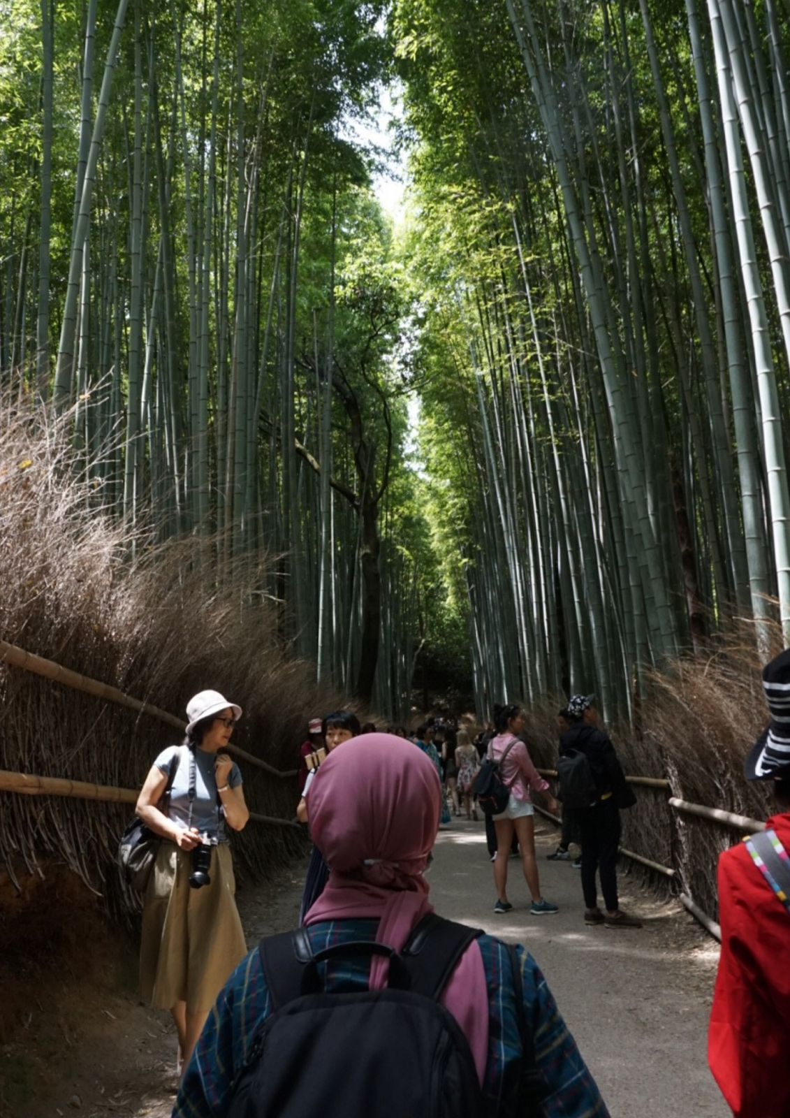 Arashiyama Bamboo Forest Curitan Aqalili