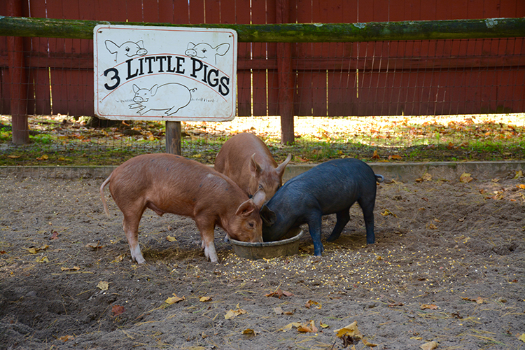 Wisconsin Deer Park, Wisconsin Dells | My Darling Days Wisconsin Deer Park, Wisconsin Dells | My Darling Days