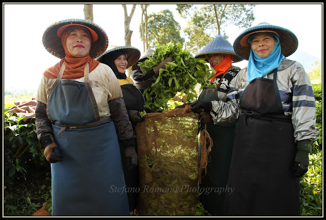 Pangalengan Tea Plantation