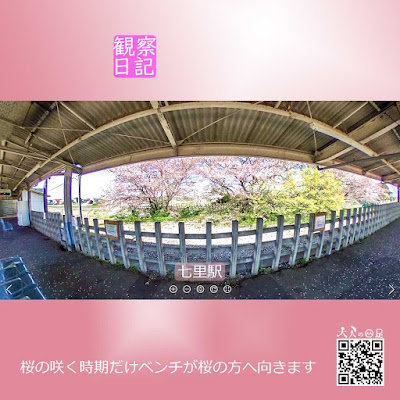 七里駅の桜の木です。桜の花びらがホームをピンクに染めている写真です。