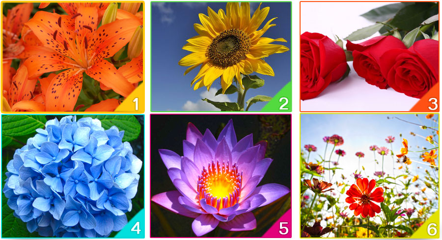 ¿Cuál es la flor que representa tu espíritu? 🌺 ¿Cuál es la flor que representa tu espíritu? 🌺
