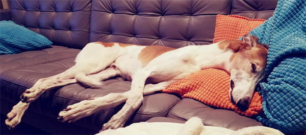 image of Dudley the Greyhound stretched out on the couch, fast asleep, with his head on a pillow