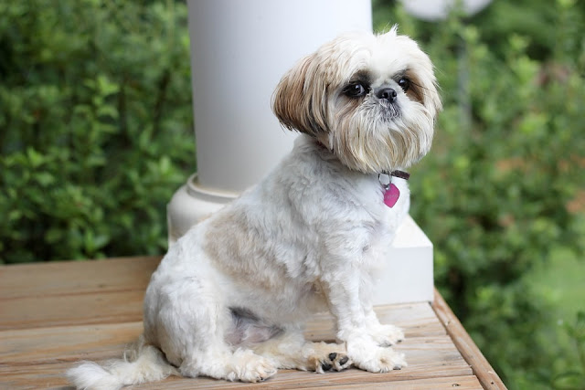 anjing Shih Tzu ramah dengan anggota keluarga, ia cocok menjadi hewan peliharaan pemula