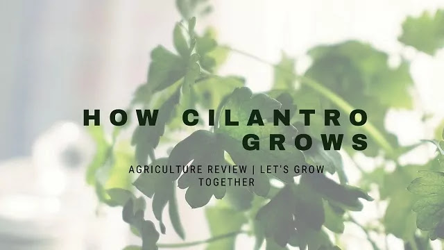 how cilantro grows