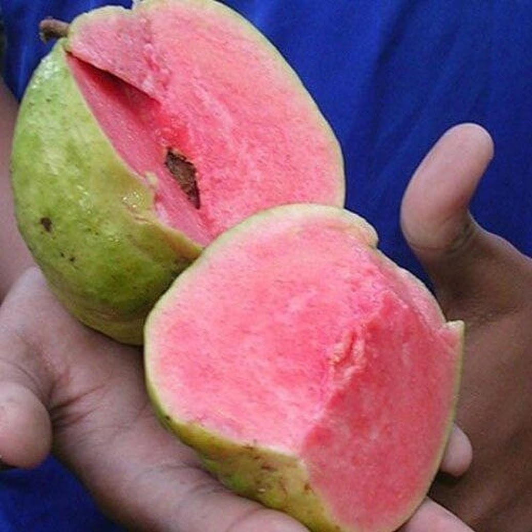Bibit Tanaman Buah Jambu Merah Tanpa Biji Kota Administrasi Jakarta Barat