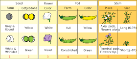 Gregor Mendel Experiment